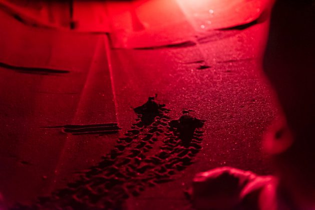 Nascono le prime tartarughine "salentine", tredici esemplari raggiungono il mare - Corriere Salentino