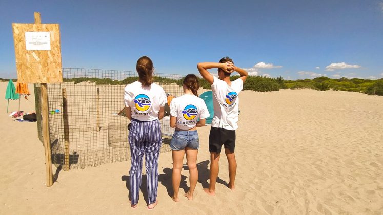 Nascono le prime tartarughine "salentine", tredici esemplari raggiungono il mare - Corriere Salentino