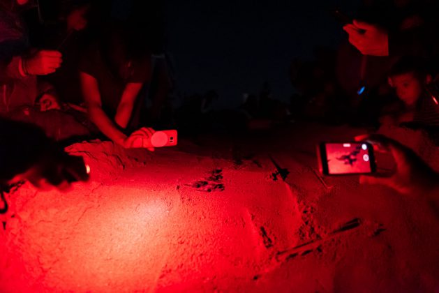 Nascono le prime tartarughine "salentine", tredici esemplari raggiungono il mare - Corriere Salentino