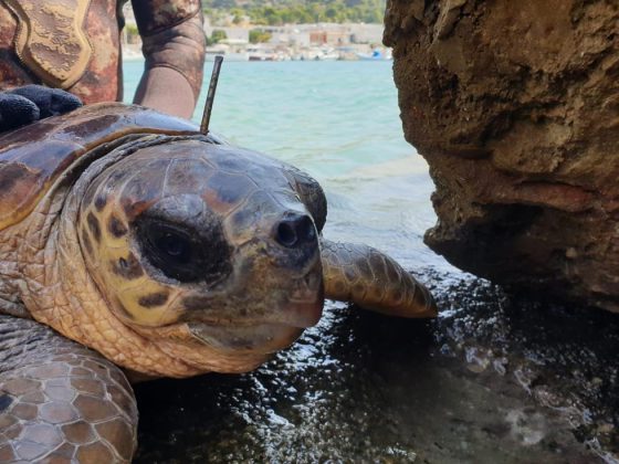 Tartaruga marina con un ferro conficcato nel collo, salvata da un sub e un pescatore - Corriere Salentino