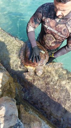 Tartaruga marina con un ferro conficcato nel collo, salvata da un sub e un pescatore - Corriere Salentino