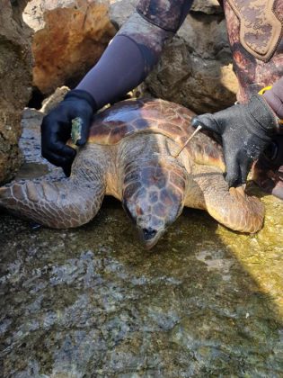 Tartaruga marina con un ferro conficcato nel collo, salvata da un sub e un pescatore - Corriere Salentino