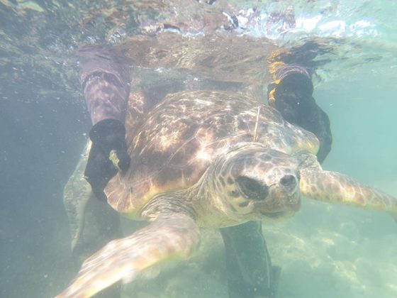 Tartaruga marina con un ferro conficcato nel collo, salvata da un sub e un pescatore - Corriere Salentino
