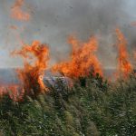Altro giorno "infernale", il Salento brucia da nord a sud: in fiamme il canneto del parco di Ugento - Corriere Salentino