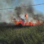 Altro giorno "infernale", il Salento brucia da nord a sud: in fiamme il canneto del parco di Ugento - Corriere Salentino