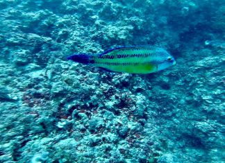 Nei mari del Salento: la lappana (o tordo)