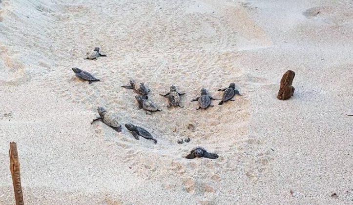 Porto Cesareo, prima schiusa di Caretta caretta nella baia delle Dune: in 79 raggiungono il mare - Corriere Salentino