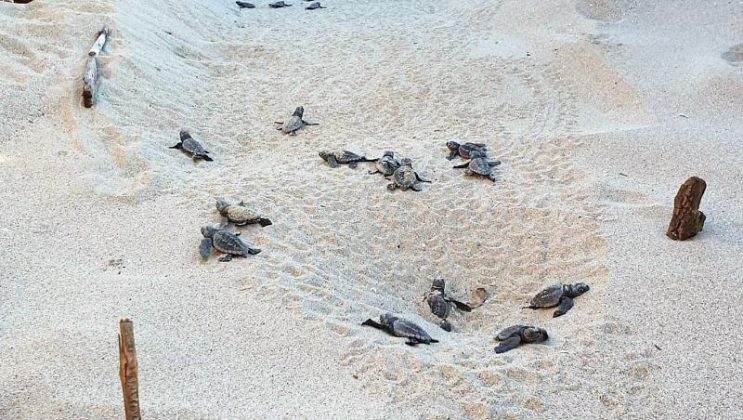 Porto Cesareo, prima schiusa di Caretta caretta nella baia delle Dune: in 79 raggiungono il mare - Corriere Salentino