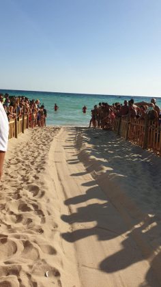 Porto Cesareo, prima schiusa di Caretta caretta nella baia delle Dune: in 79 raggiungono il mare - Corriere Salentino