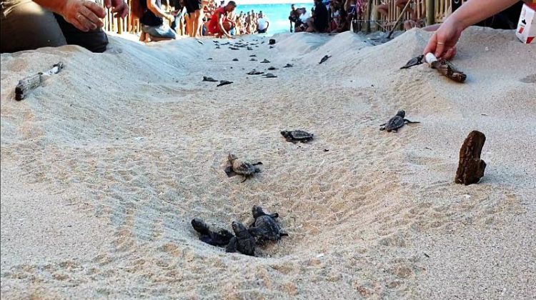 Porto Cesareo, prima schiusa di Caretta caretta nella baia delle Dune: in 79 raggiungono il mare - Corriere Salentino