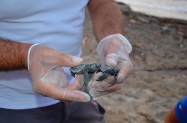 Schiusa di uova di "Caretta caretta" a Torre Veneri - Corriere Salentino