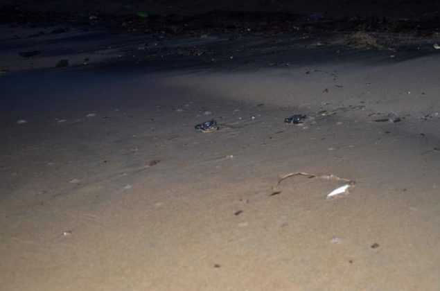 Schiusa di uova di "Caretta caretta" a Torre Veneri - Corriere Salentino