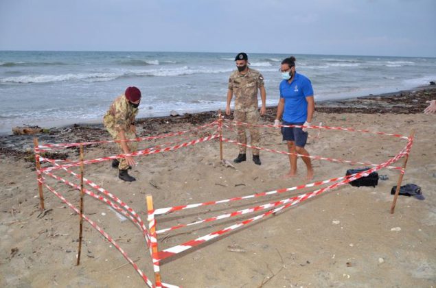 Schiusa di uova di "Caretta caretta" a Torre Veneri - Corriere Salentino