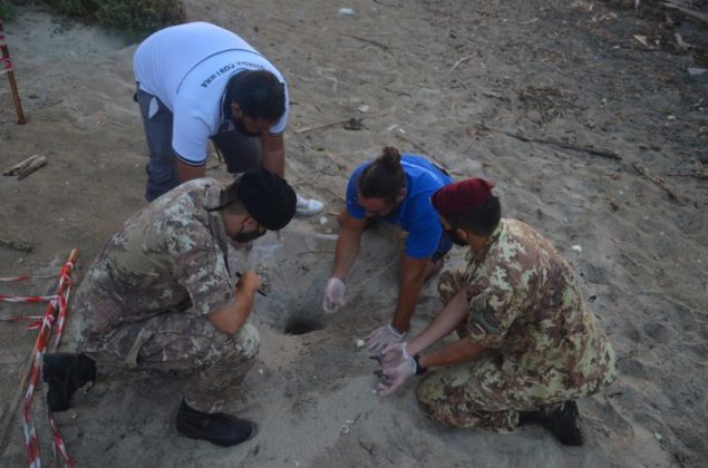 Schiusa di uova di "Caretta caretta" a Torre Veneri - Corriere Salentino