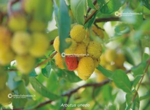 Flora e vegetazione del Salento: La “Grande Foresta” di Lecce - Corriere Salentino
