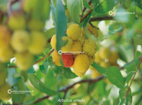 Flora e vegetazione del Salento: La “Grande Foresta” di Lecce - Corriere Salentino