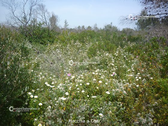 Flora e vegetazione del Salento: La “Grande Foresta” di Lecce - Corriere Salentino