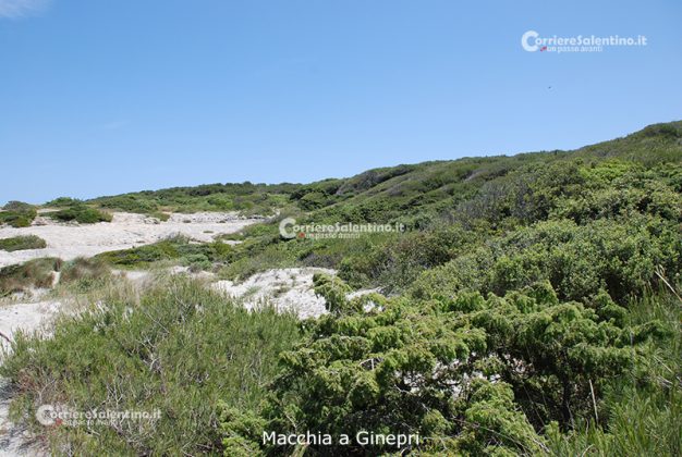 Flora e vegetazione del Salento: La “Grande Foresta” di Lecce - Corriere Salentino