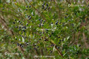 Flora e vegetazione del Salento: La “Grande Foresta” di Lecce - Corriere Salentino