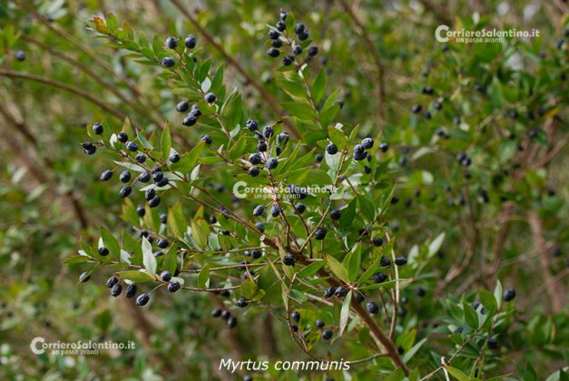 Flora e vegetazione del Salento: La “Grande Foresta” di Lecce - Corriere Salentino