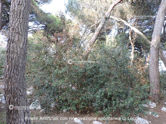 Flora e vegetazione del Salento: La “Grande Foresta” di Lecce - Corriere Salentino
