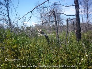 Flora e vegetazione del Salento: La “Grande Foresta” di Lecce - Corriere Salentino