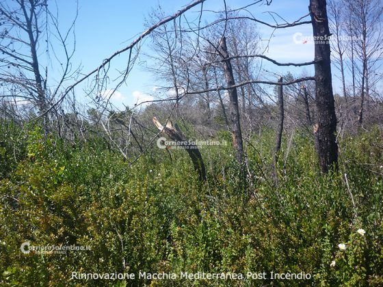 Flora e vegetazione del Salento: La “Grande Foresta” di Lecce - Corriere Salentino