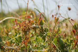 Flora e vegetazione del Salento: La “Grande Foresta” di Lecce - Corriere Salentino