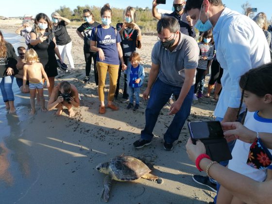 Due tartarughe marine tornano libere dopo le cure a Calimera - Corriere Salentino