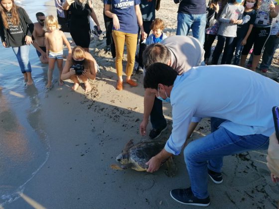 Due tartarughe marine tornano libere dopo le cure a Calimera - Corriere Salentino