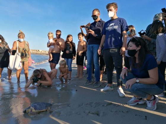 Due tartarughe marine tornano libere dopo le cure a Calimera - Corriere Salentino