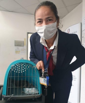 La signora Gatto salva un gatto. Storia a lieto fine nel primo giorno del nuovo Dpcm - Corriere Salentino