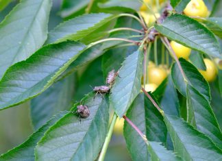 Coldiretti Puglia: “2020 anno più caldo di sempre. La Puglia invasa da “insetti ‘alieni’ per tropicalizzazione”
