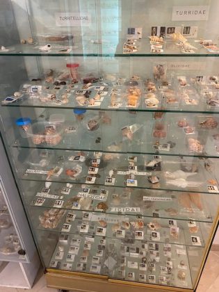 Conchiglie rare, docente in pensione dona la sua collezione al Comune di Nardò - Corriere Salentino