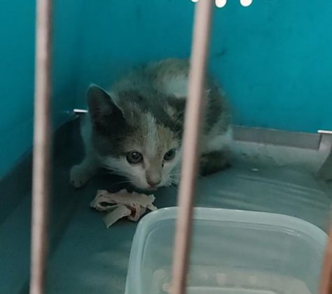 La signora Gatto salva un gatto. Storia a lieto fine nel primo giorno del nuovo Dpcm - Corriere Salentino
