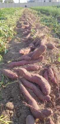 Dalle Hawaii alle campagne di Lizzanello: il Molokai conquista i salentini - Corriere Salentino