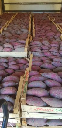 Dalle Hawaii alle campagne di Lizzanello: il Molokai conquista i salentini - Corriere Salentino