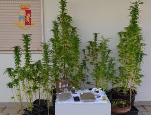 Sul terrazzo dieci piante di "erba", nel frigo e in casa quasi 800 grammi di droga: 24enne nei guai - Corriere Salentino