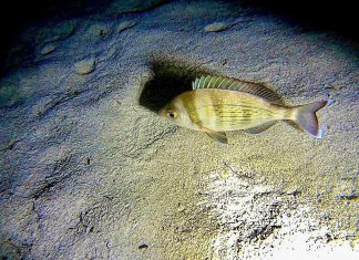 Nei mari del Salento: la tanuta