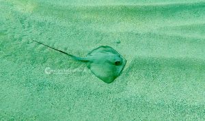 Nei mari del Salento: il trigone o pastinaca - Corriere Salentino