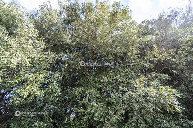 Flora e vegetazione del Salento: La Lecceta - Corriere Salentino