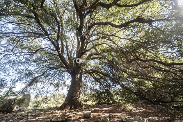 Flora e vegetazione del Salento: La Lecceta - Corriere Salentino