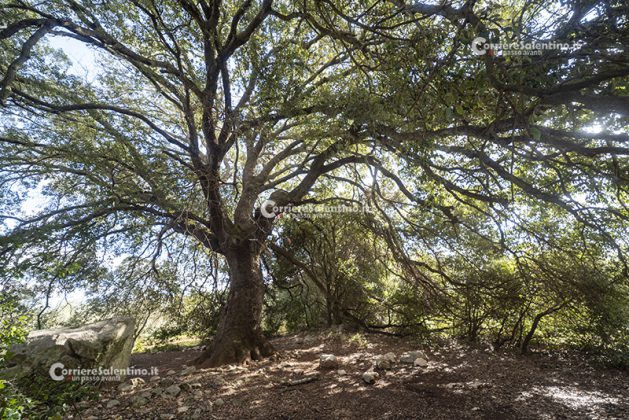 Flora e vegetazione del Salento: La Lecceta - Corriere Salentino