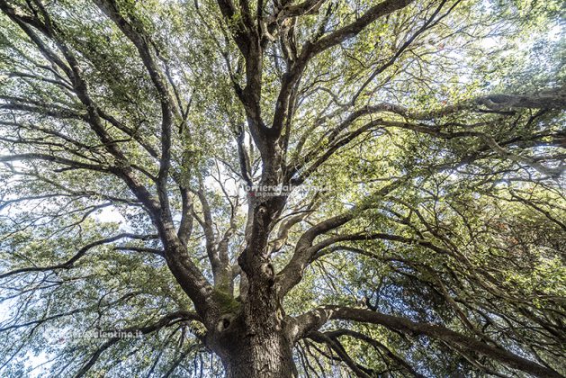 Flora e vegetazione del Salento: La Lecceta - Corriere Salentino
