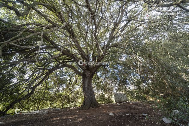Flora e vegetazione del Salento: La Lecceta - Corriere Salentino