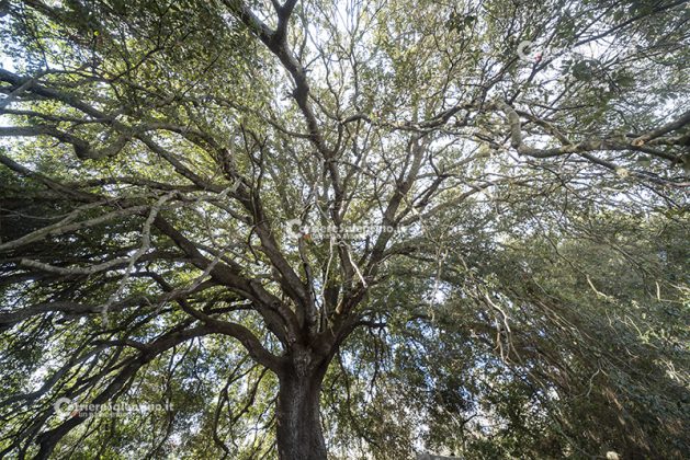 Flora e vegetazione del Salento: La Lecceta - Corriere Salentino
