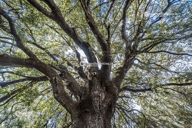 Flora e vegetazione del Salento: La Lecceta - Corriere Salentino