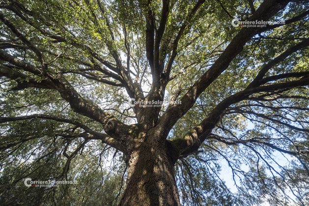Flora e vegetazione del Salento: La Lecceta - Corriere Salentino