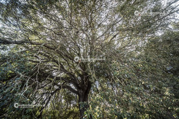 Flora e vegetazione del Salento: La Lecceta - Corriere Salentino