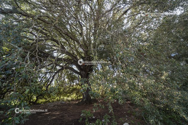 Flora e vegetazione del Salento: La Lecceta - Corriere Salentino